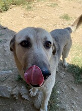 AJAS, Hund, Mischlingshund in Türkei - Bild 4