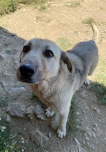 AJAS, Hund, Mischlingshund in Türkei - Bild 5