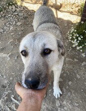 AJAS, Hund, Mischlingshund in Türkei - Bild 6