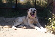 AJAS, Hund, Mischlingshund in Türkei - Bild 8