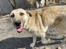 AJAS, Hund, Mischlingshund in Türkei - Bild 9