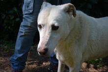 SEAN, Hund, Mischlingshund in Italien - Bild 10