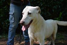 SEAN, Hund, Mischlingshund in Italien - Bild 11