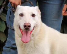 SEAN, Hund, Mischlingshund in Italien - Bild 12