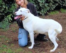SEAN, Hund, Mischlingshund in Italien - Bild 13