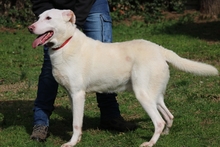 SEAN, Hund, Mischlingshund in Italien - Bild 15