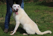 SEAN, Hund, Mischlingshund in Italien - Bild 16