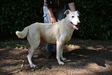 SEAN, Hund, Mischlingshund in Italien - Bild 7