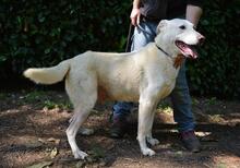 SEAN, Hund, Mischlingshund in Italien - Bild 8