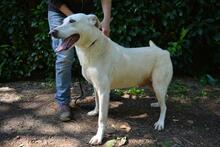 SEAN, Hund, Mischlingshund in Italien - Bild 9