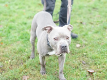 ACHIM, Hund, American Staffordshire Terrier-Mix in Hamburg - Bild 4