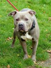 ACHIM, Hund, American Staffordshire Terrier-Mix in Hamburg - Bild 5