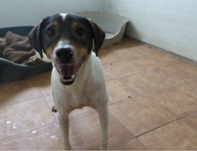 RONNY, Hund, Mischlingshund in Spanien - Bild 1
