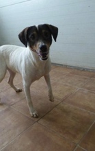 RONNY, Hund, Mischlingshund in Spanien - Bild 3