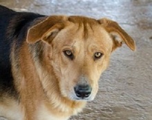 ZIGGY, Hund, Mischlingshund in Griechenland - Bild 1