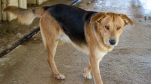 ZIGGY, Hund, Mischlingshund in Griechenland - Bild 2