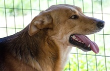 ZIGGY, Hund, Mischlingshund in Griechenland - Bild 3