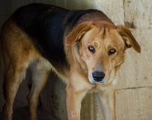 ZIGGY, Hund, Mischlingshund in Griechenland - Bild 4