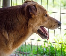 ZIGGY, Hund, Mischlingshund in Griechenland - Bild 5