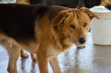 ZIGGY, Hund, Mischlingshund in Griechenland - Bild 6