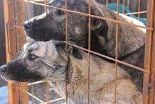ANTAR, Hund, Cão de Castro Laboreiro in Rumänien - Bild 1