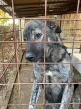 ANTAR, Hund, Cão de Castro Laboreiro in Rumänien - Bild 2