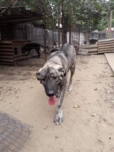 ANTAR, Hund, Cão de Castro Laboreiro in Rumänien - Bild 4