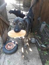 ANTAR, Hund, Cão de Castro Laboreiro in Rumänien - Bild 5