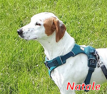 NATALE, Hund, Mischlingshund in Reinheim - Bild 24