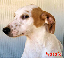 NATALE, Hund, Mischlingshund in Reinheim - Bild 27