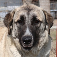 BIBIANE, Hund, Mischlingshund in Griechenland - Bild 1