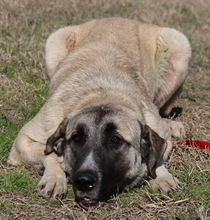 BIBIANE, Hund, Mischlingshund in Griechenland - Bild 4