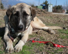 BIBIANE, Hund, Mischlingshund in Griechenland - Bild 5
