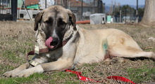 BIBIANE, Hund, Mischlingshund in Griechenland - Bild 6