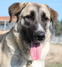 BIBIANE, Hund, Mischlingshund in Griechenland - Bild 8