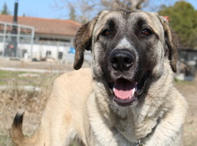 BIBIANE, Hund, Mischlingshund in Griechenland - Bild 9