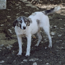 MATILDA, Hund, Herdenschutzhund-Mix in Griechenland - Bild 1