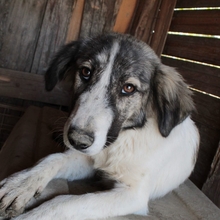 MATILDA, Hund, Herdenschutzhund-Mix in Griechenland - Bild 2