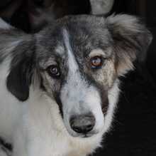 MATILDA, Hund, Herdenschutzhund-Mix in Griechenland - Bild 3
