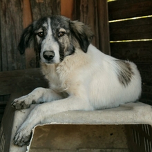 MATILDA, Hund, Herdenschutzhund-Mix in Griechenland - Bild 5