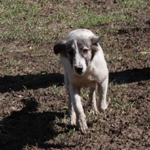 MATILDA, Hund, Herdenschutzhund-Mix in Griechenland - Bild 6