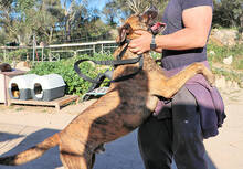 CORSO, Hund, Mischlingshund in Italien - Bild 10