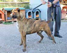 CORSO, Hund, Mischlingshund in Italien - Bild 14