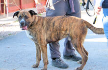 CORSO, Hund, Mischlingshund in Italien - Bild 15