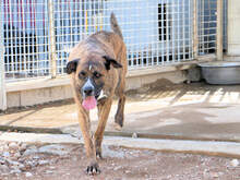 CORSO, Hund, Mischlingshund in Italien - Bild 5