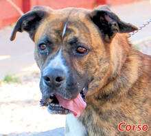 CORSO, Hund, Mischlingshund in Italien - Bild 7
