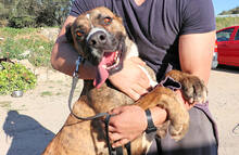 CORSO, Hund, Mischlingshund in Italien - Bild 9