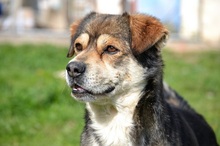BASTIAN, Hund, Mischlingshund in Griechenland - Bild 10