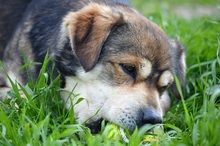BASTIAN, Hund, Mischlingshund in Griechenland - Bild 11