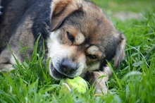 BASTIAN, Hund, Mischlingshund in Griechenland - Bild 12
